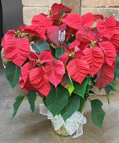 Poinsettia