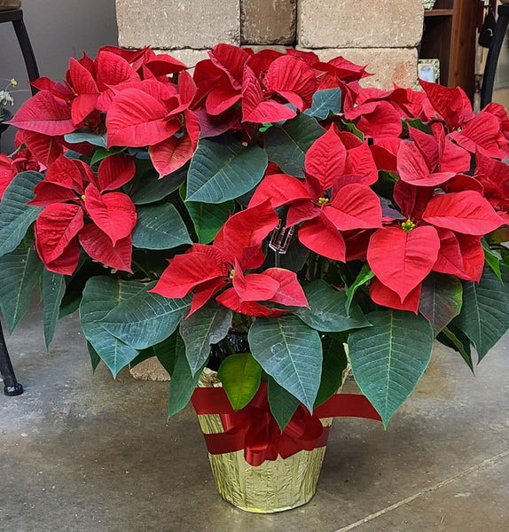 Poinsettia