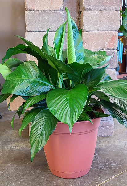 Green Plant, Peace Lily