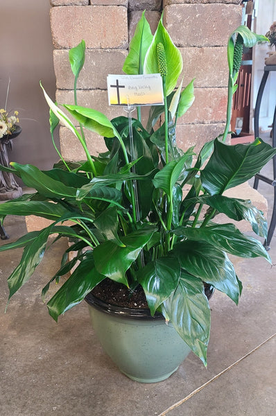 Green Plant, Peace Lily