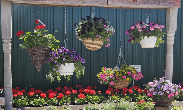 Hanging Baskets