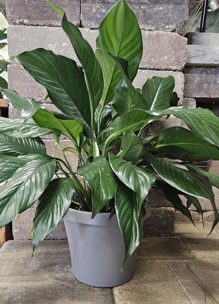 Green Plant, Peace Lily