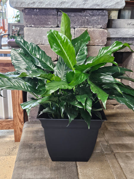 Green Plant, Peace Lily