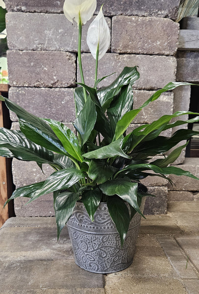 Green Plant, Peace Lily