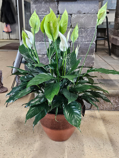 Green Plant, Peace Lily