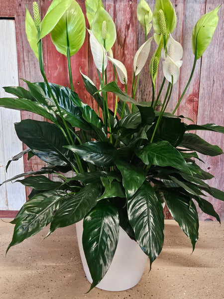 Green Plant, Peace Lily