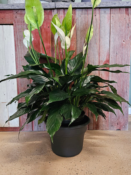 Green Plant, Peace Lily