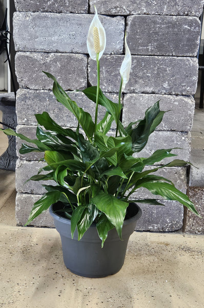 Green Plant, Florist Choice
