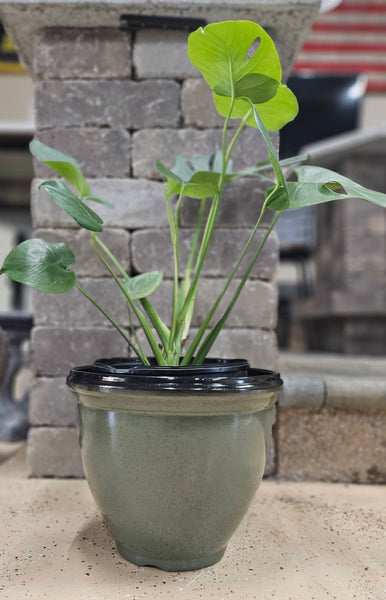 Green Plant, Florist Choice