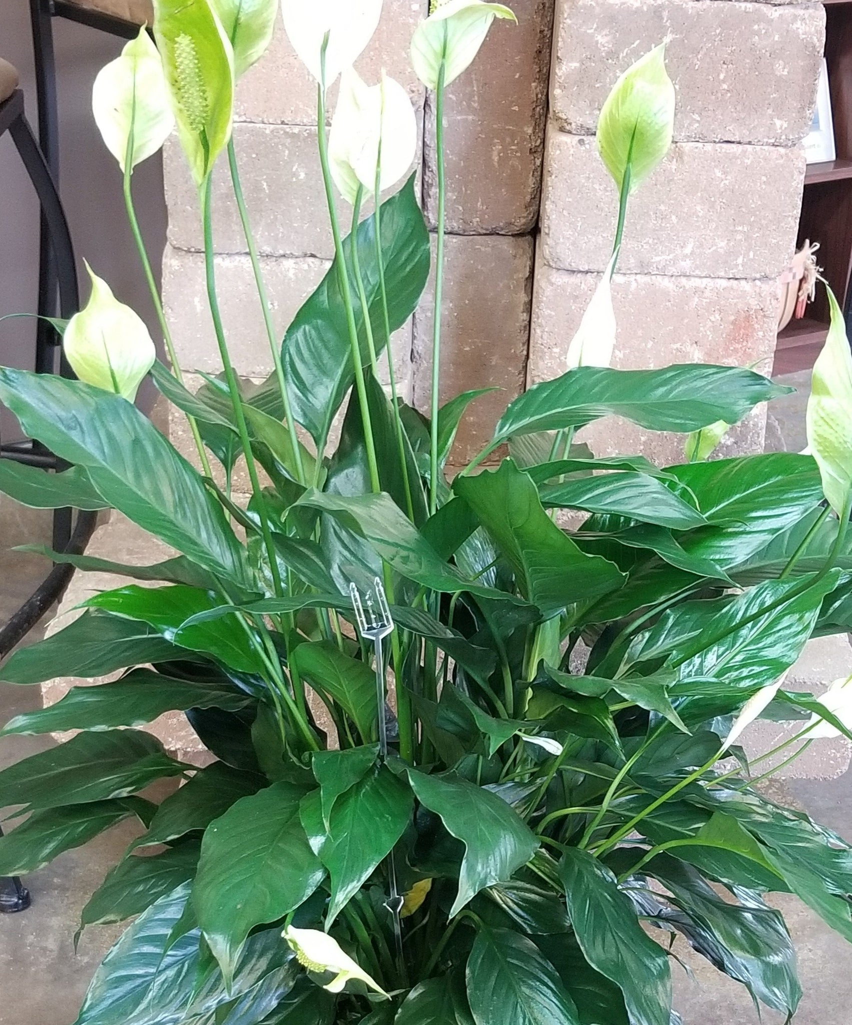 Green Plant, Peace Lily