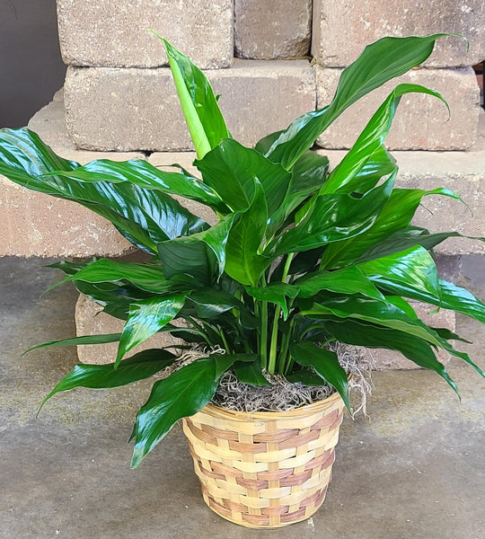 Green Plant, Peace Lily