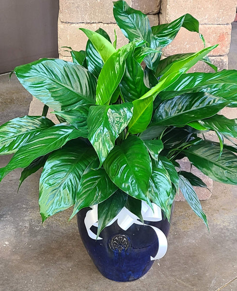 Green Plant, Peace Lily