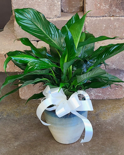 Green Plant, Peace Lily